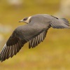 Chaluha prizivna - Stercorarius parasiticus - Arctic Skua 3768